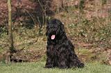 BRIARD 049